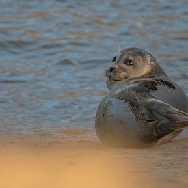 Gewone zeehond - Uitwatering Katwijk aan Zee van Karen de Geus