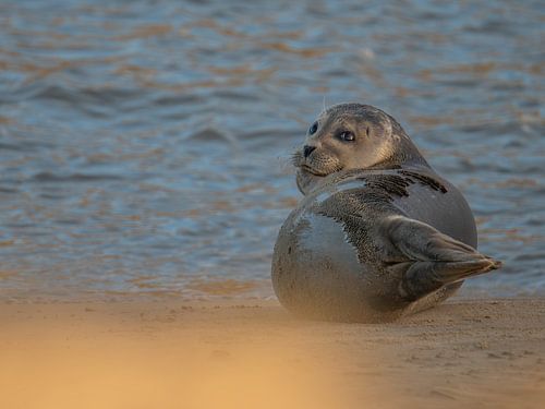 Gewone zeehond - Uitwatering Katwijk aan Zee van Karen de Geus