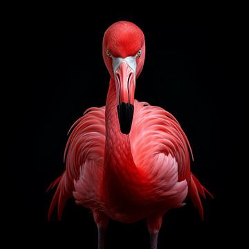 Portrait d'un flamant rose en colère sur The Xclusive Art