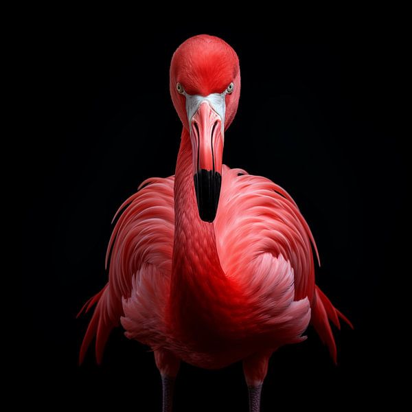 Angry flamingo portrait by TheXclusive Art