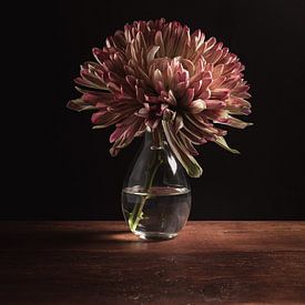Stilleven | Chrysant | Roze van Sandra Hazes