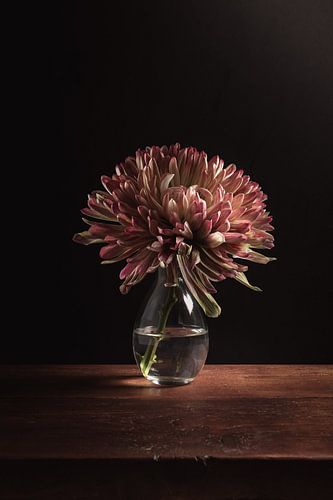 Donkerroze Chrysant – Fine Art Stilleven