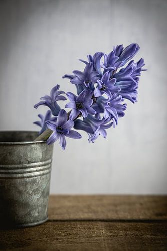 Hyacinth in jar