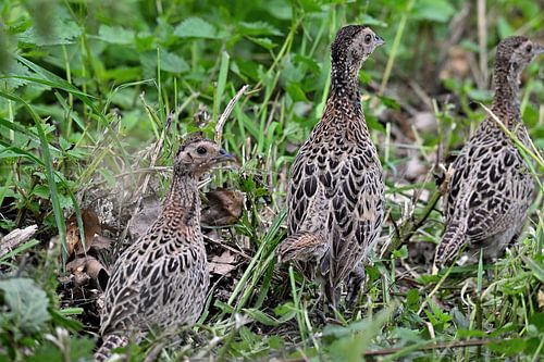 Faisans dans l'herbe