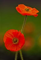 Wilde papaver