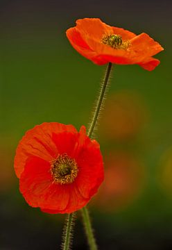 Wild poppy by Martine Moens