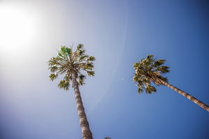 Onder de Palmen van Madeira