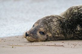 Young seal on the beach by Marcel Jagt