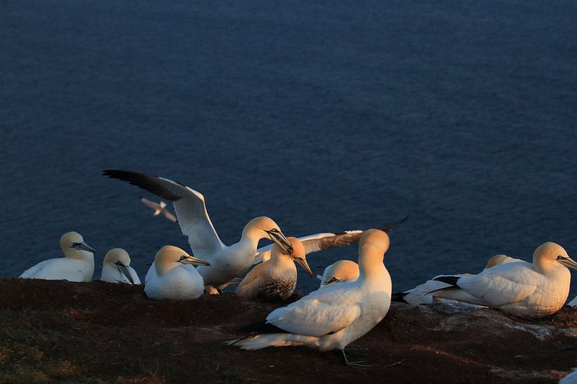 Jan-van-genten Helgoland Eiland Duitsland van Frank Fichtmüller
