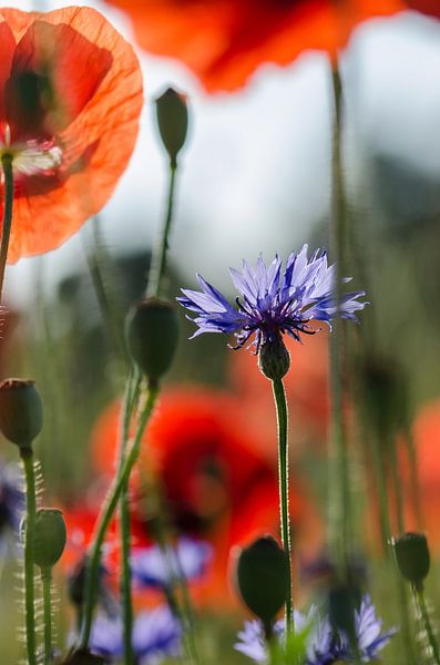 Korenbloem tussen papavers von Yvonne van der Meij
