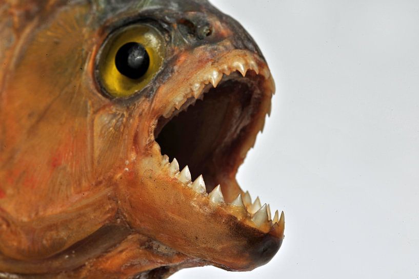 Piranha 1.0 von Ingo Laue