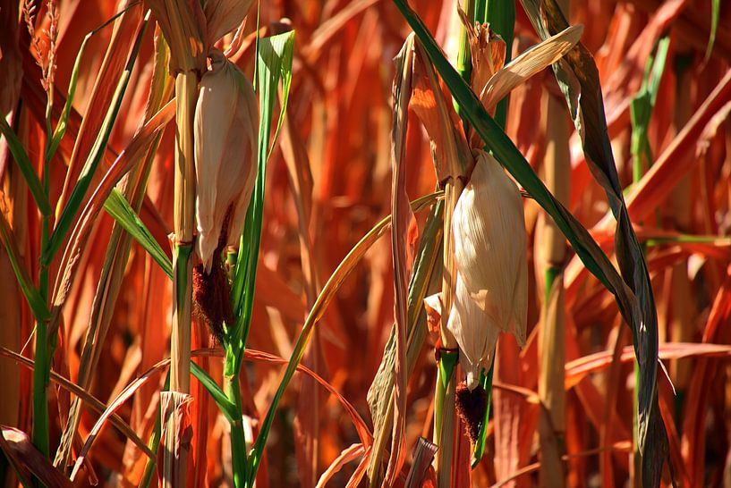 Ambiance automnale dans un champ de maïs par Edgar Schermaul