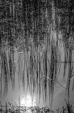 Reed in the water by Ans Bastiaanssen
