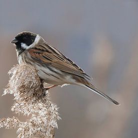 Reed bunting in the reeds by Henk Zielstra