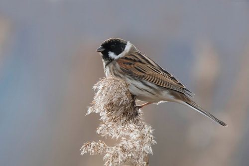 Reed bunting in the reeds