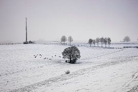 Schafe auf der Wiese @ Gulpen