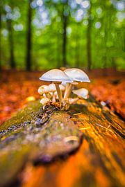 Champignons de porcelaine sur Alexander van der Molen