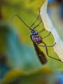 Insecte aux yeux bleus vue de côté sur Fokko Muller
