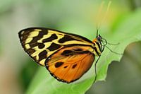 Vlinnder op blad