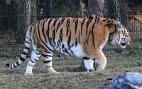 Tijger