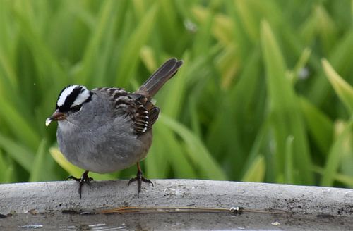 Een vogel in de tuin