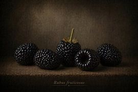 Blackberry — still life in classical light by Bert Quaedvlieg