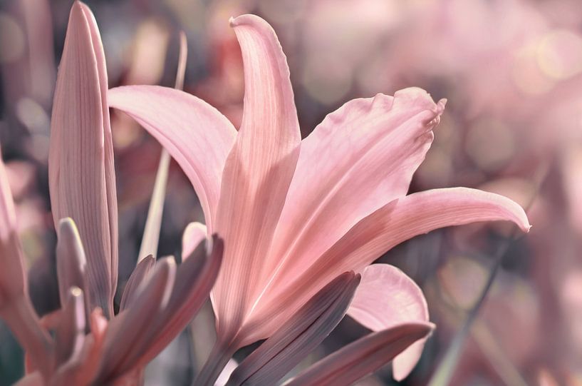 Lily by Violetta Honkisz