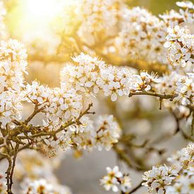 Fleur de prunellier sur Holger Felix