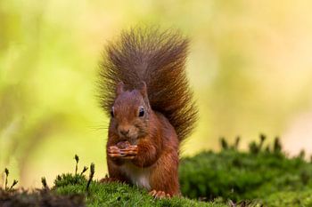 Eichhörnchen mit schönem Federschwanz