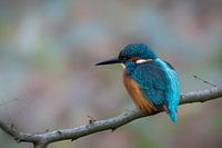 Eisvogel