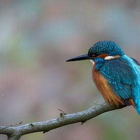 IJsvogel van Gert Beltman