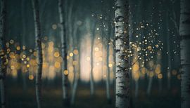 Une nuit magique sur Treechild