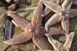 Moored starfish Dutch coast by My Footprints