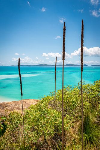 Whitehaven beach on the Whitsundays in Australia