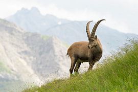 An Alpine ibex male captured in the Alpine landscape by Thijs van den Burg