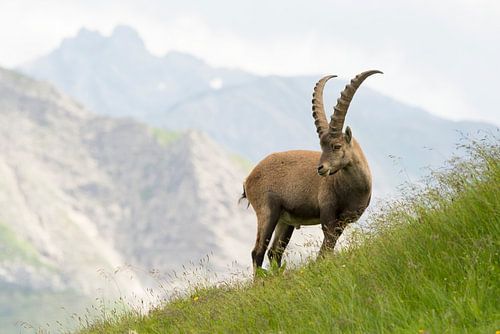 Un mâle de bouquetin alpin capturé dans le paysage alpin