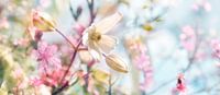 Spring blossom