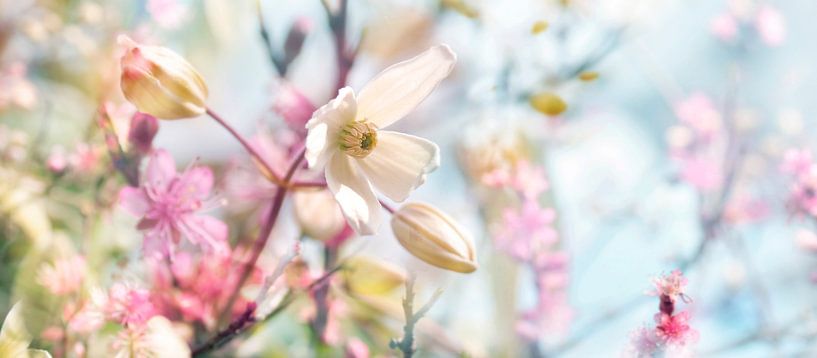 Fleur de printemps par Corinne Welp