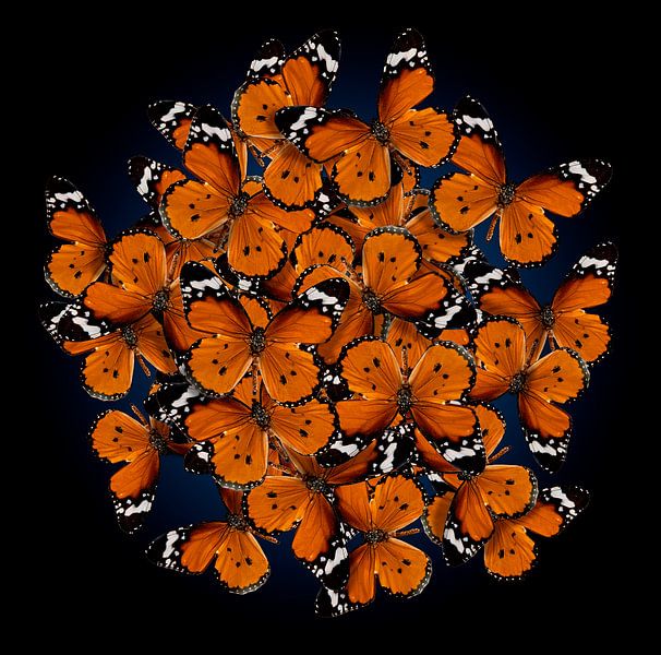 Abstraktes Schmetterlingsstillleben Atalanta von Flower artist Sander van Laar