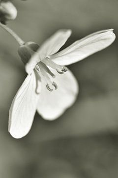 Pinksterbloem van Shutterbalance