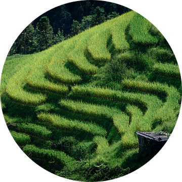 Rijstterrassen in Longji