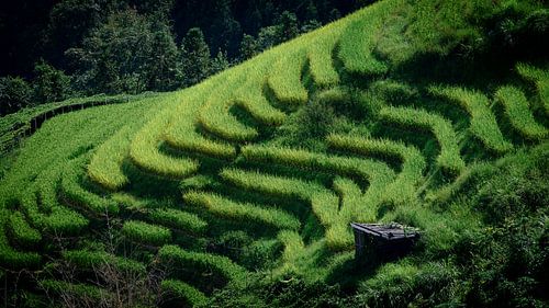 Rijstterrassen in Longji