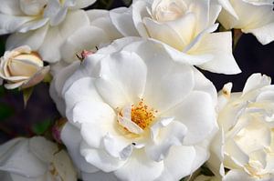 Roses blanches en fleurs