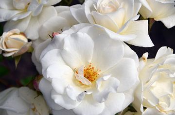 Witte rozen in bloei van Ellinor Creation