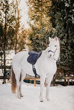 Wit paard in de sneeuw van Raoul van Meel
