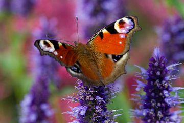 Bunter Schmetterling Tagpfauenauge auf Süßholzpflanze von Romy Smink