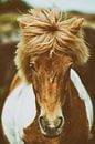 Ragnheiður von Islandpferde  | IJslandse paarden | Icelandic horses Miniaturansicht