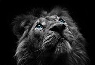 The eyes of a lion van Bert Hooijer thumbnail