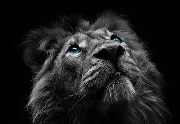 The eyes of a lion