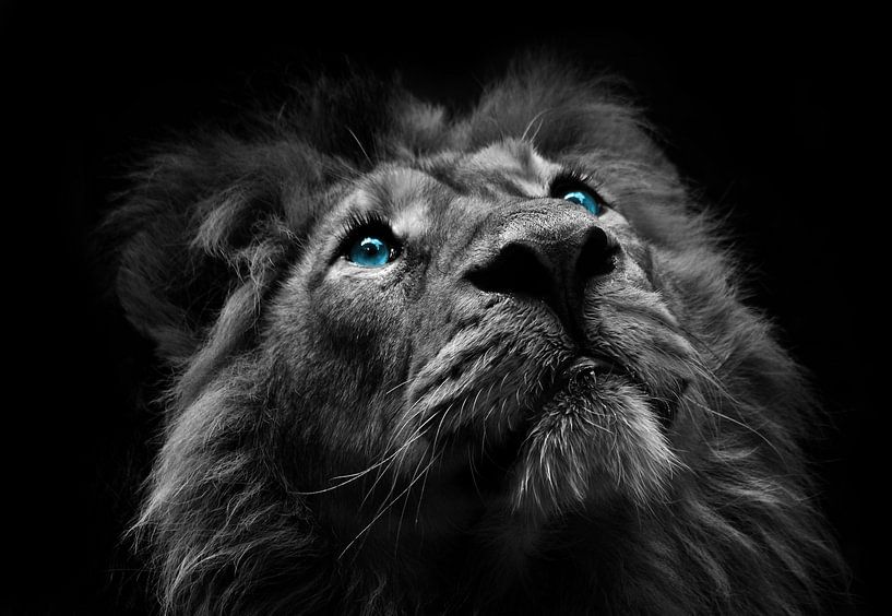 Die Augen eines Löwen von Bert Hooijer